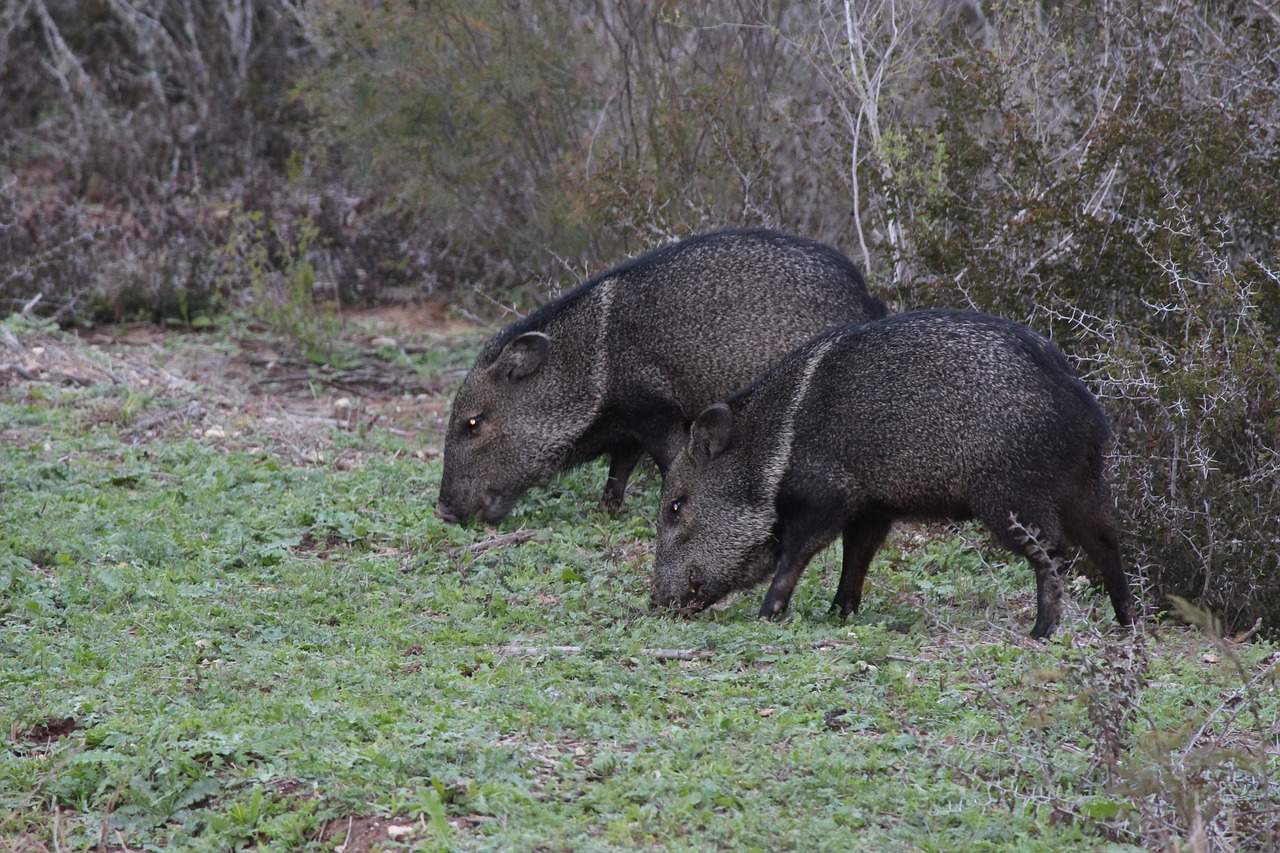 wild boars texas black free photo