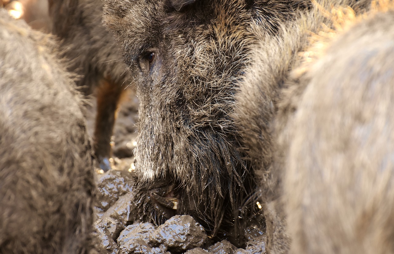 wild boars animals mud free photo