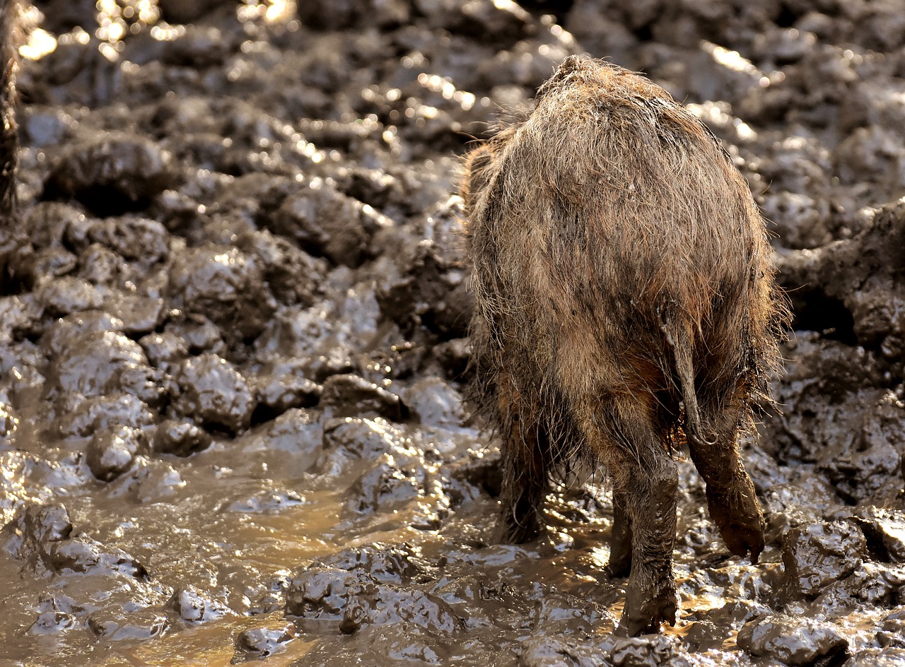 wild boars animals mud free photo