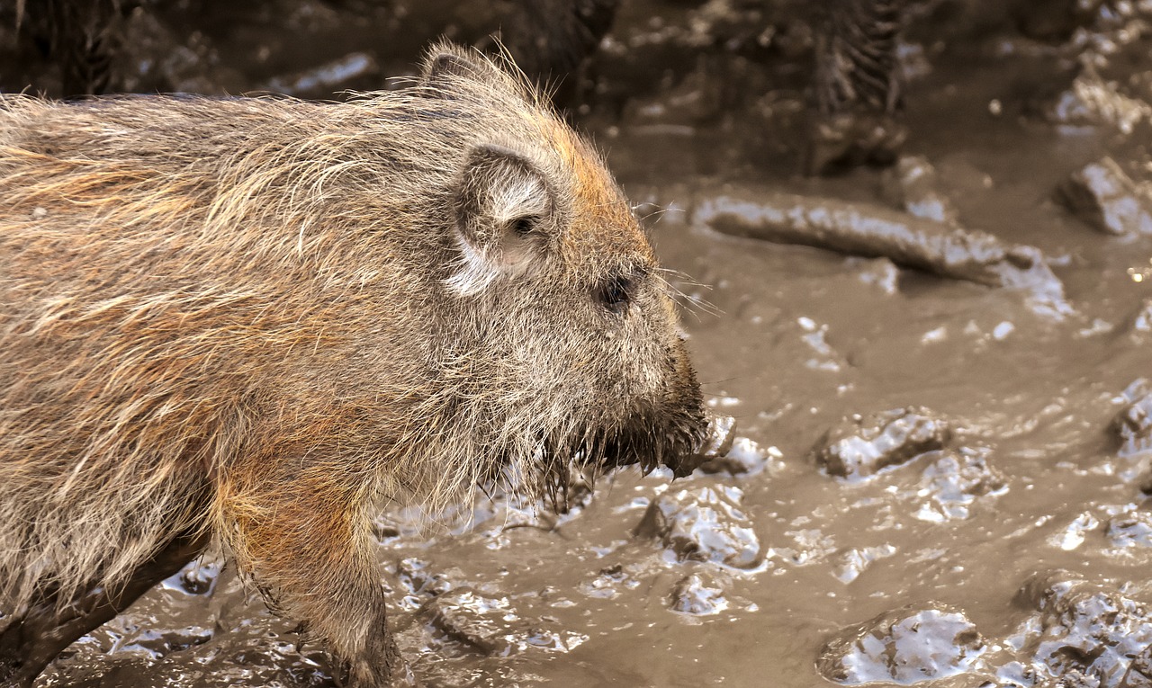 wild boars animals mud free photo