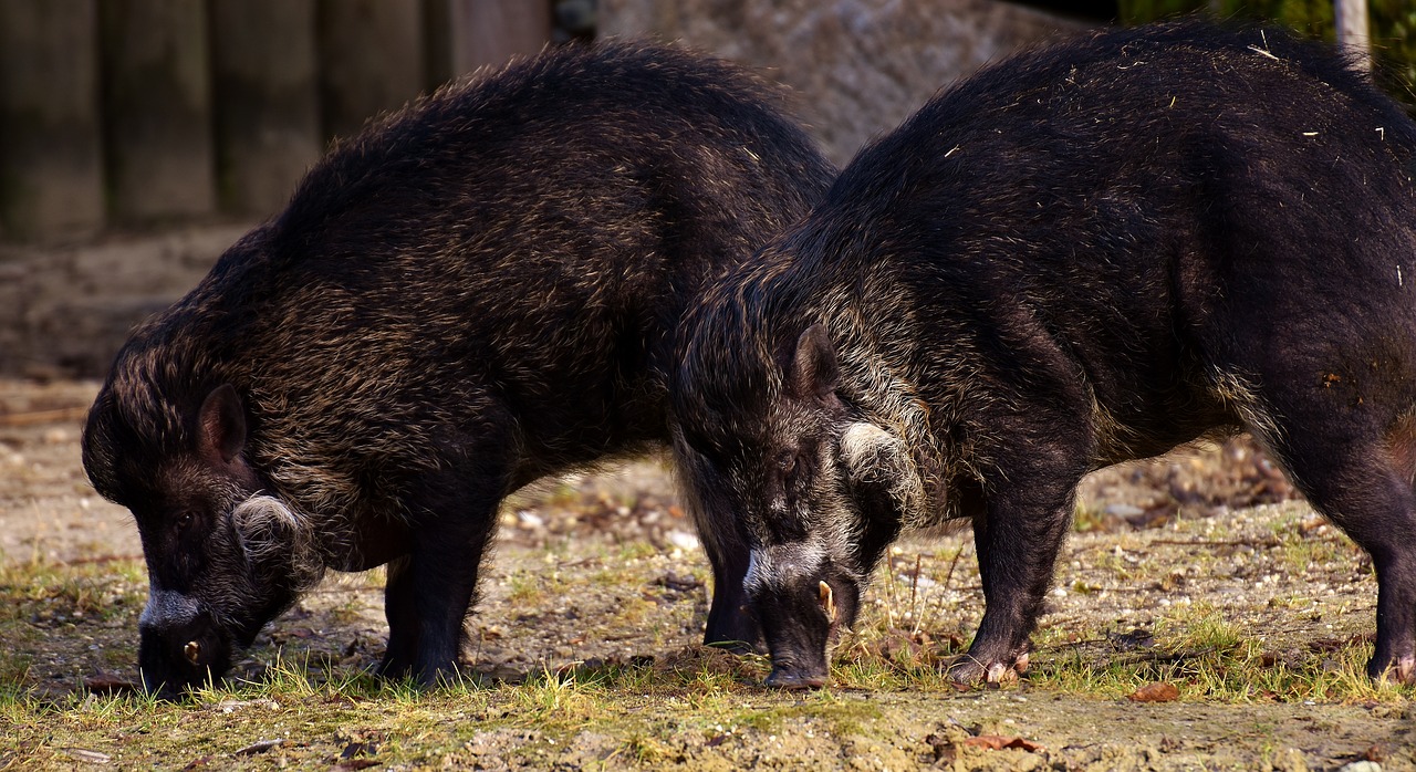 wild boars wild animals pig free photo