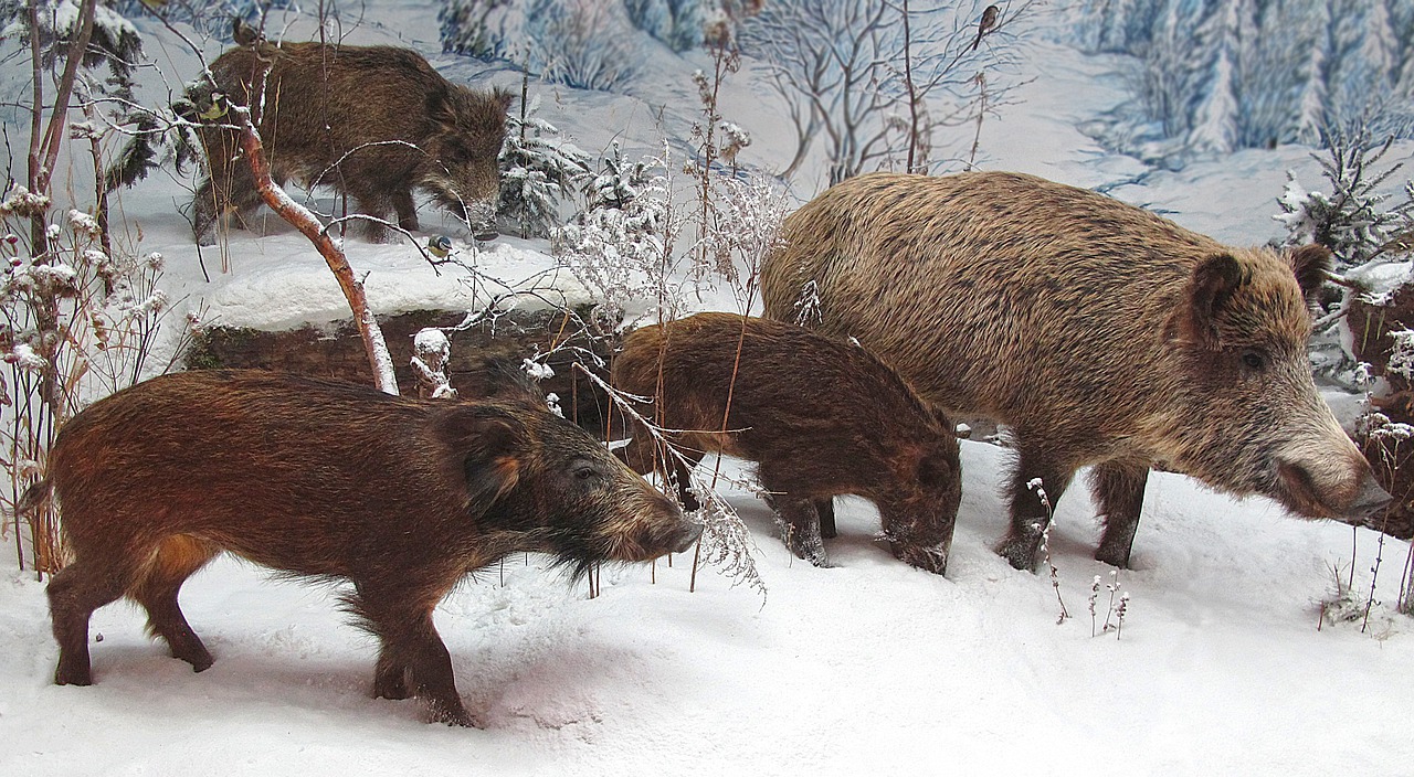 wild boars rotte winter free photo
