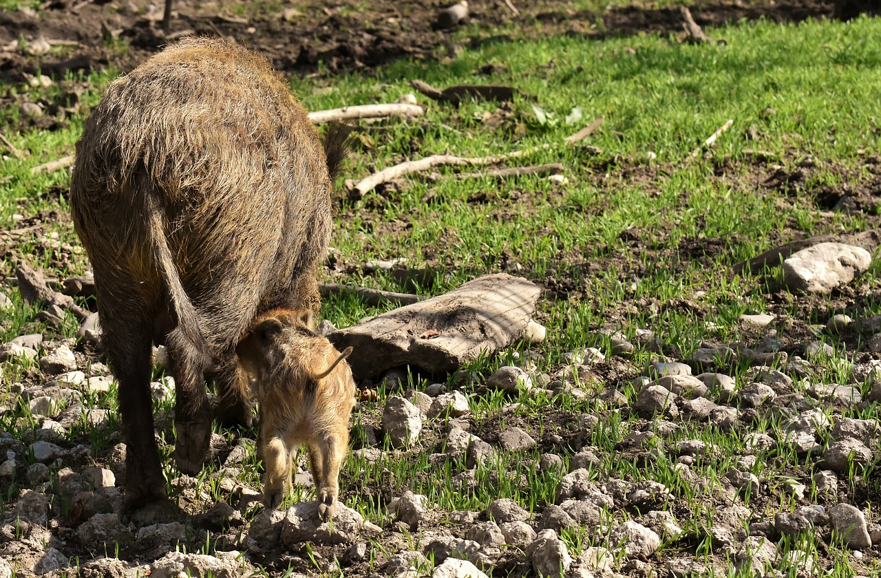 wild boars  small pigs  mini free photo