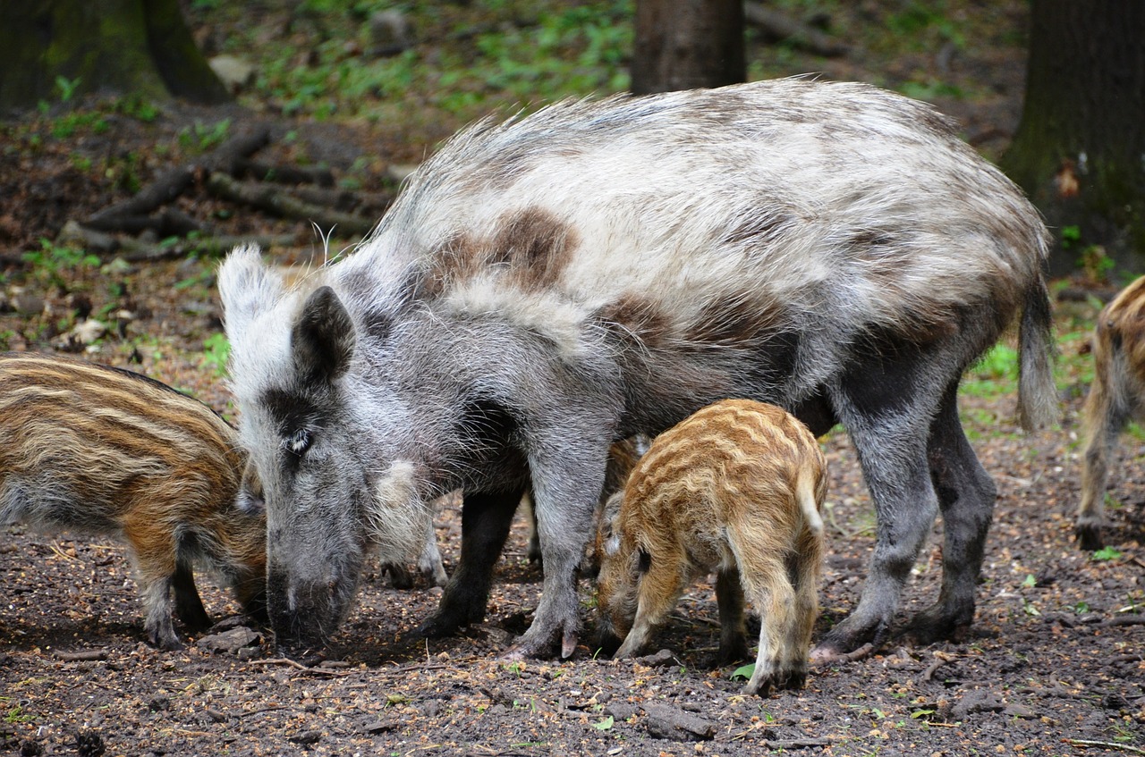wild boars forest eco-park free photo