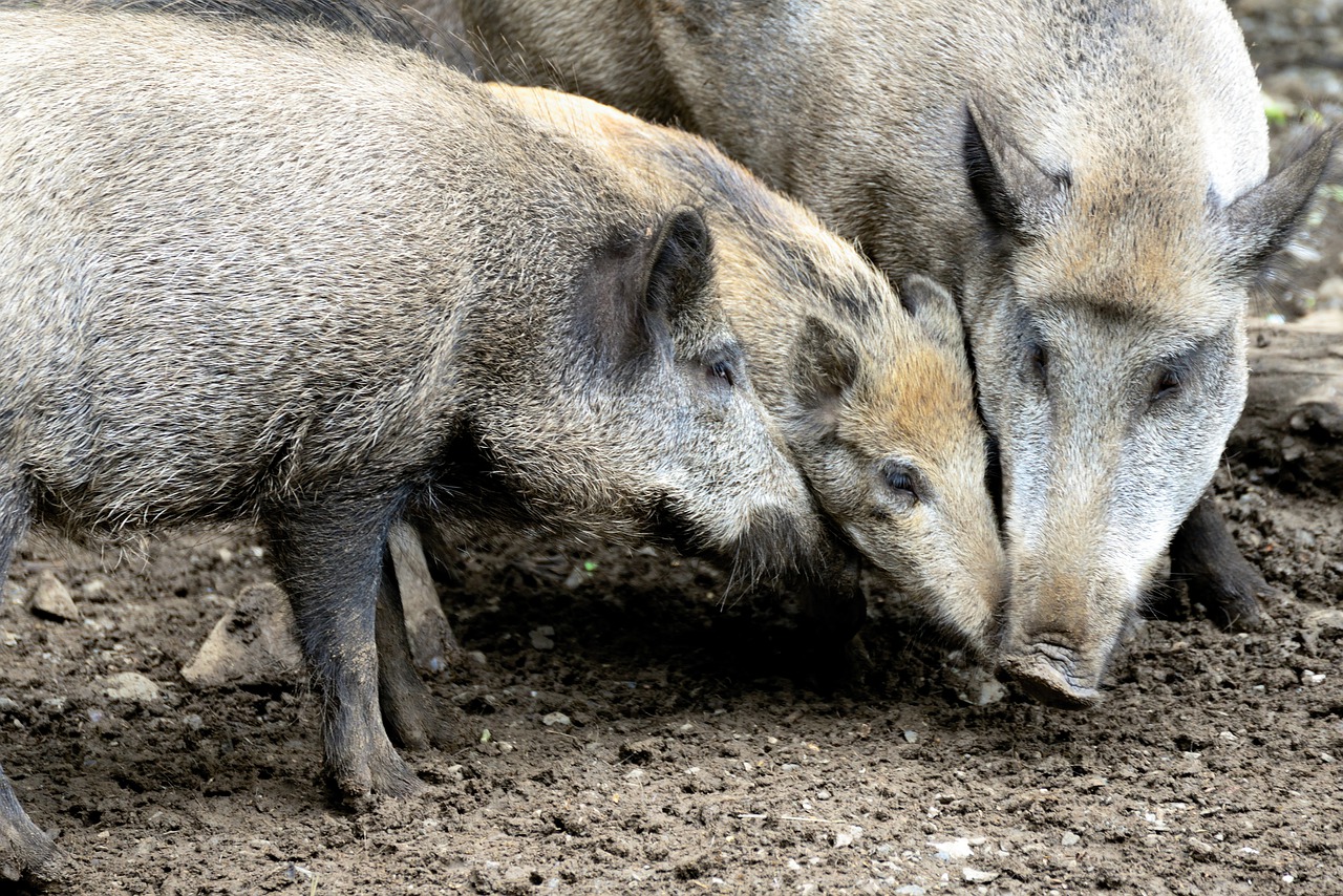 wild boars  wild boar  deer park free photo