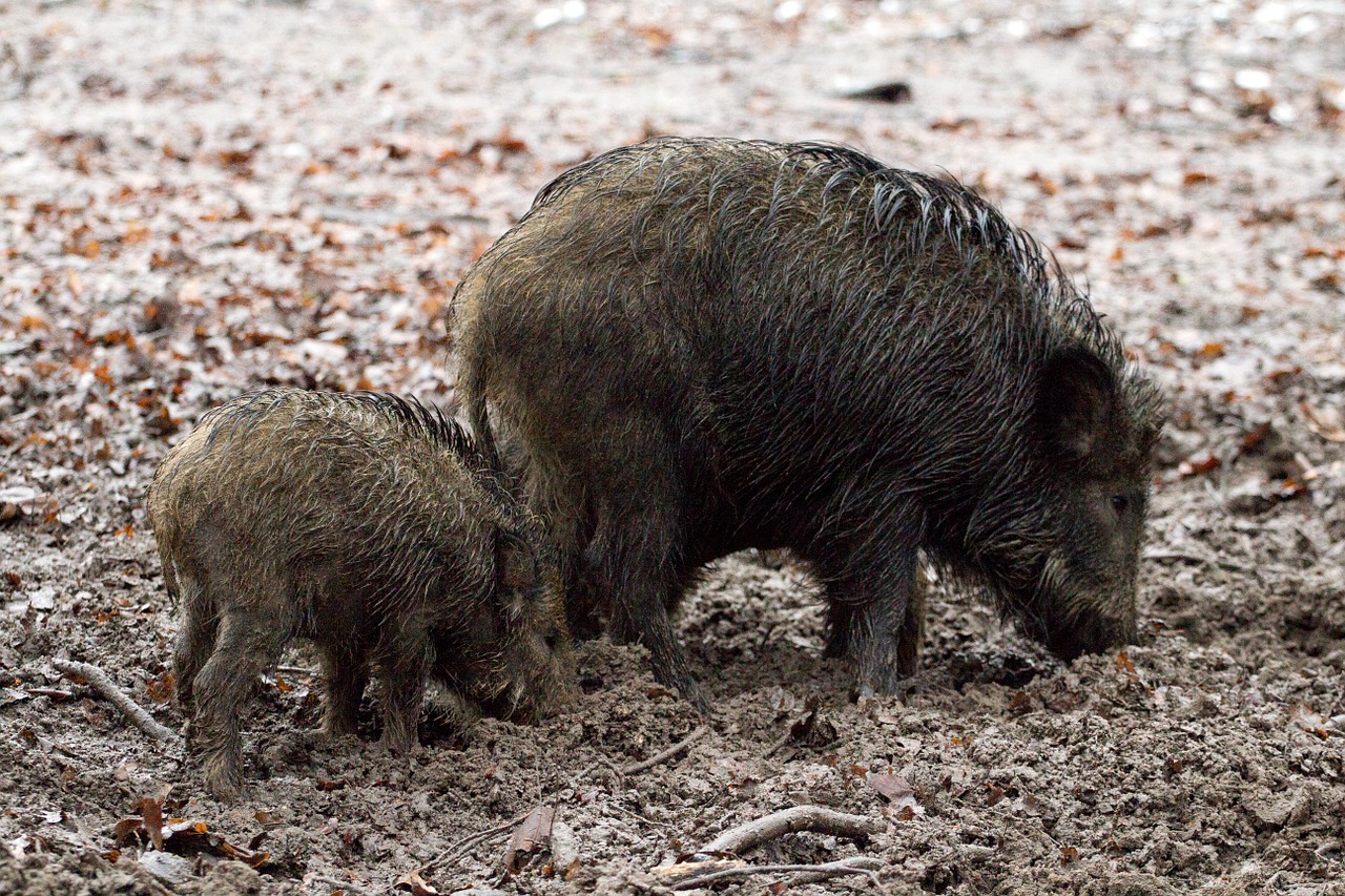 wild boars animals wild free photo