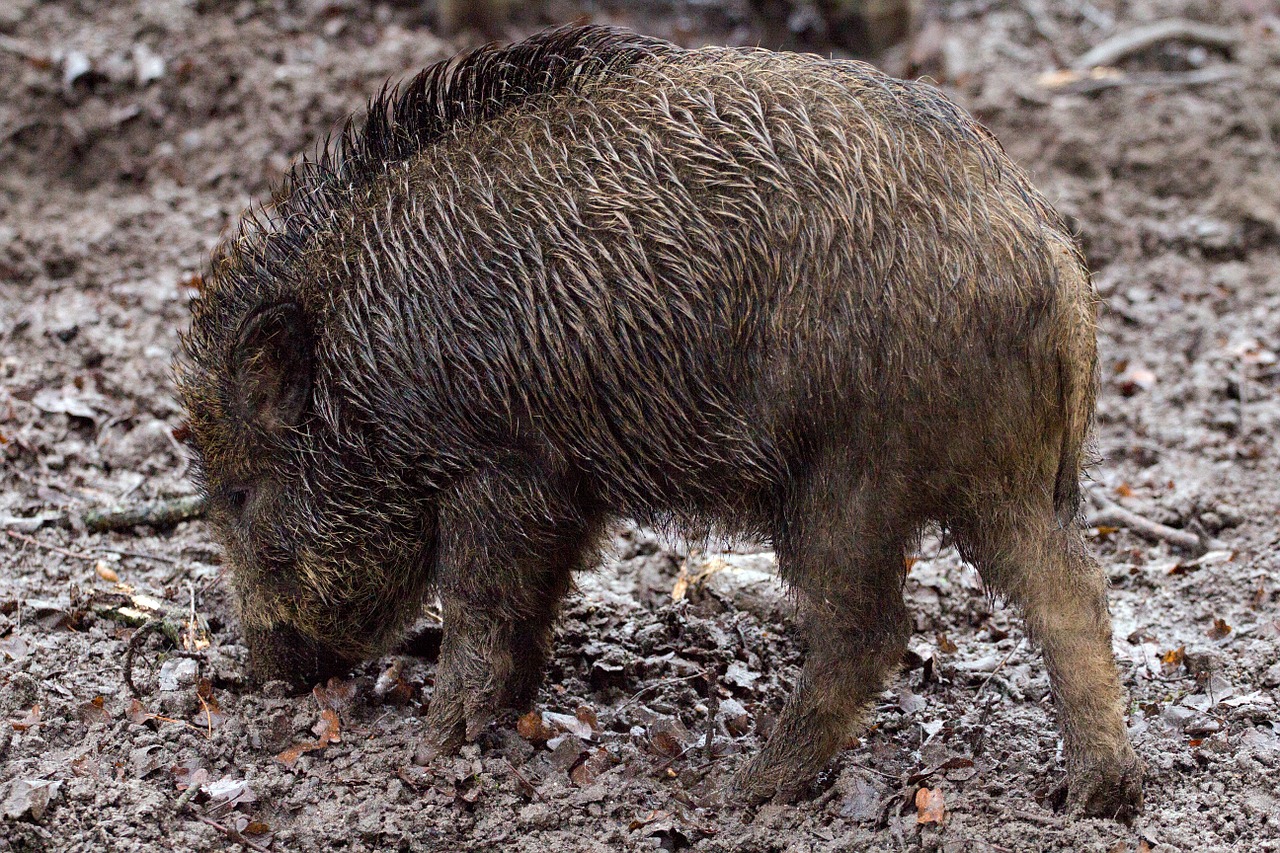 wild boars animals wild free photo