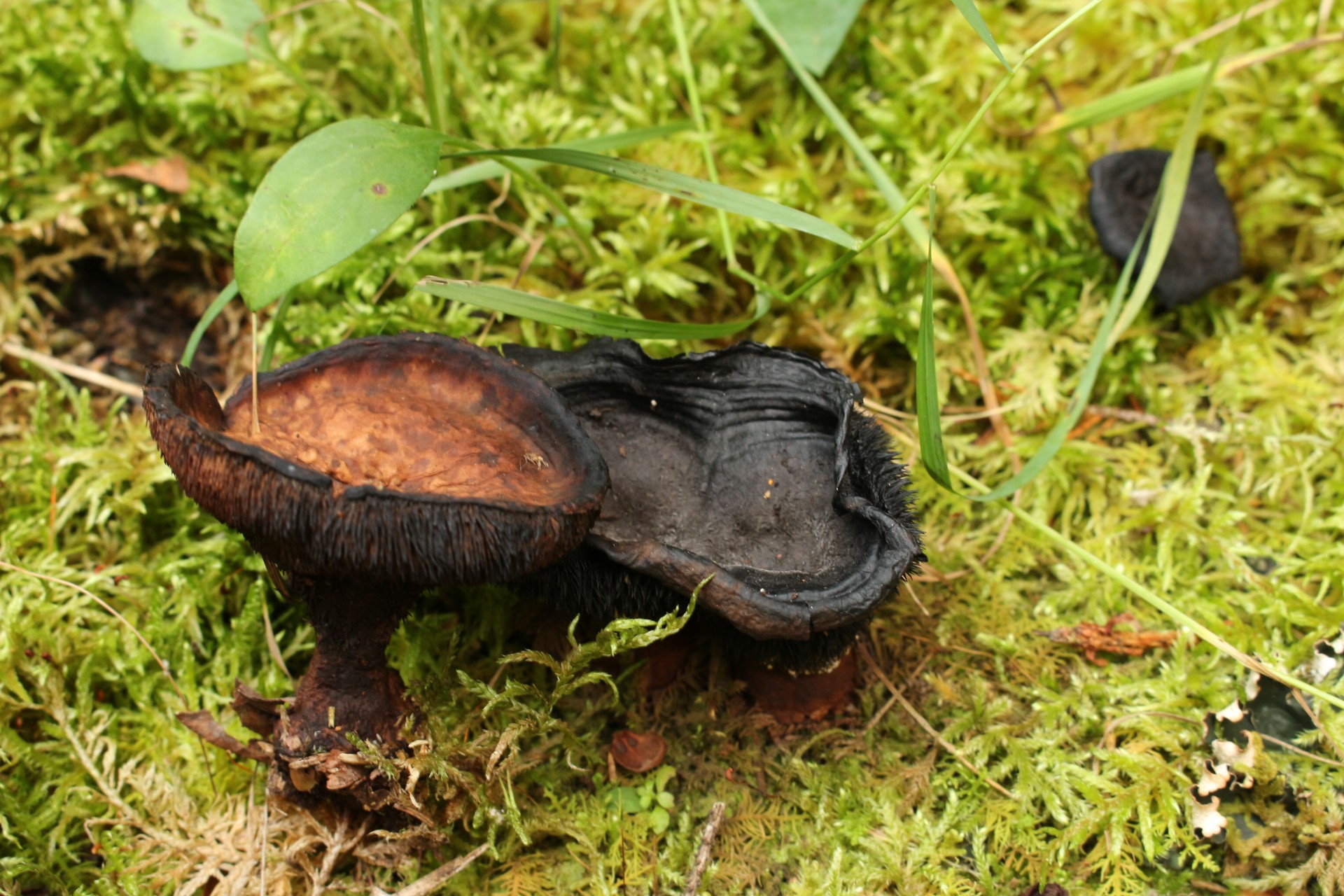 Черные грибы виды. Большой черный гриб. Черно коричневый гриб. Дикий коричневый гриб. Коричнево черные грибы.