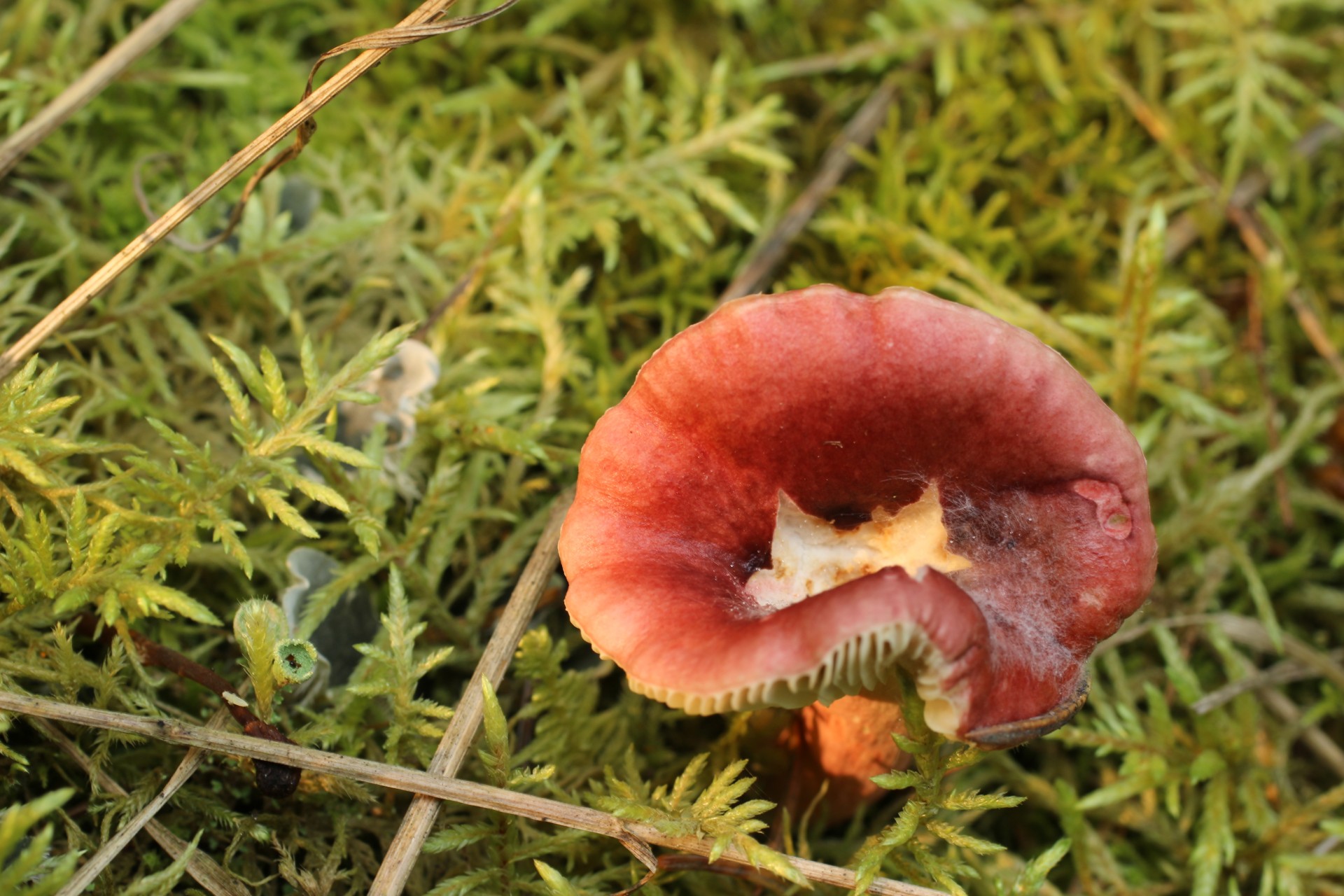 wild brown mushroom free photo