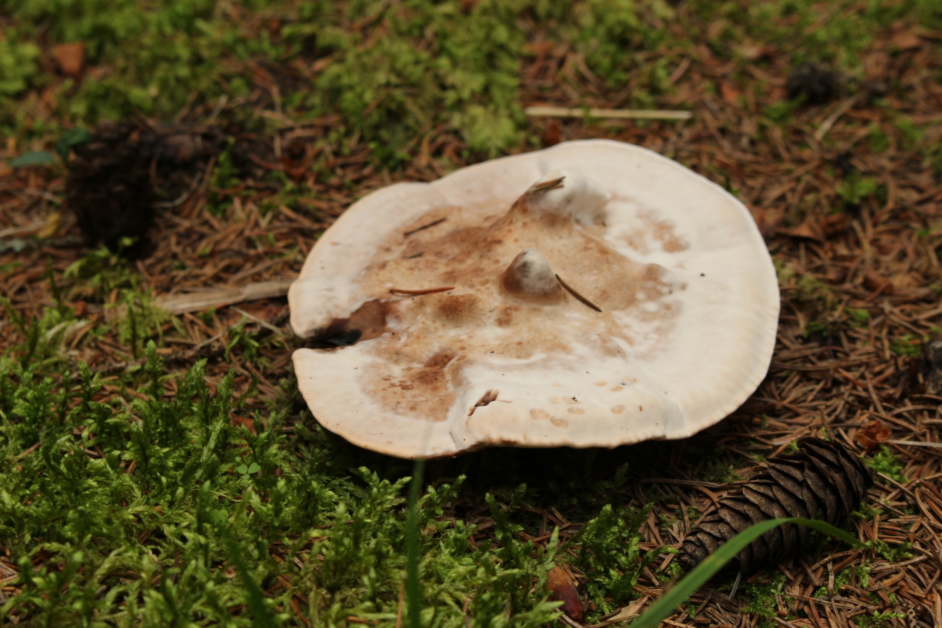 wild brown mushroom free photo