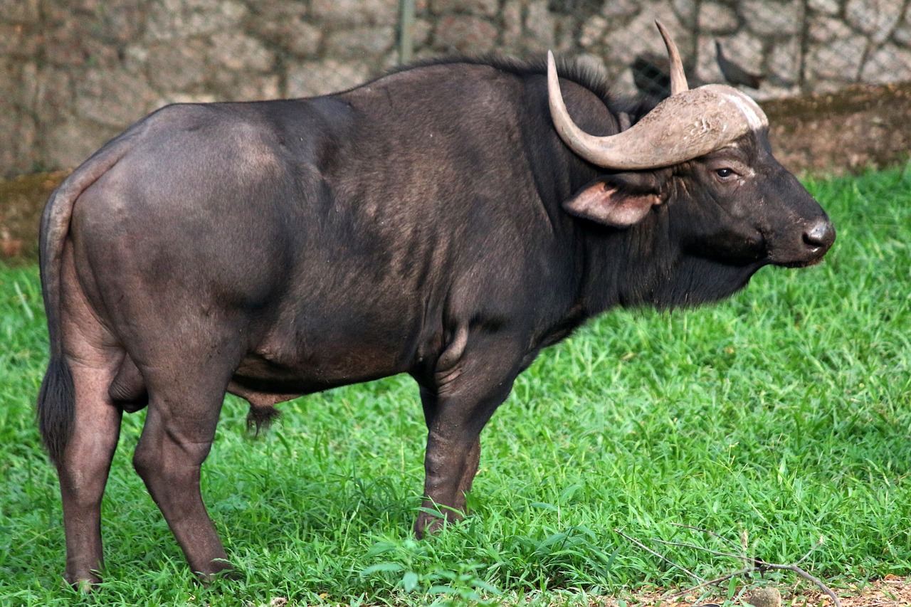 wild buffalo gaur buffalo free photo