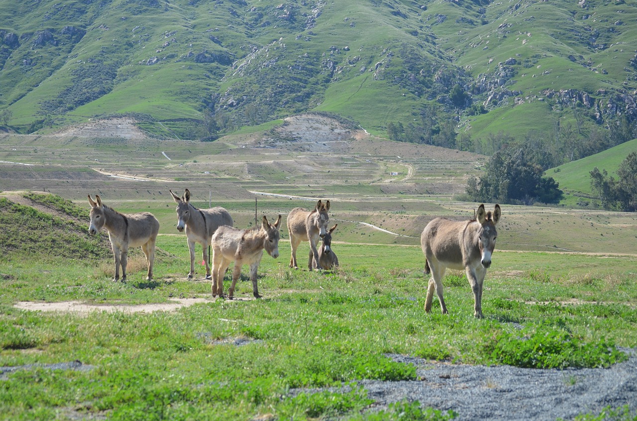 wild burro  herd  mountain free photo