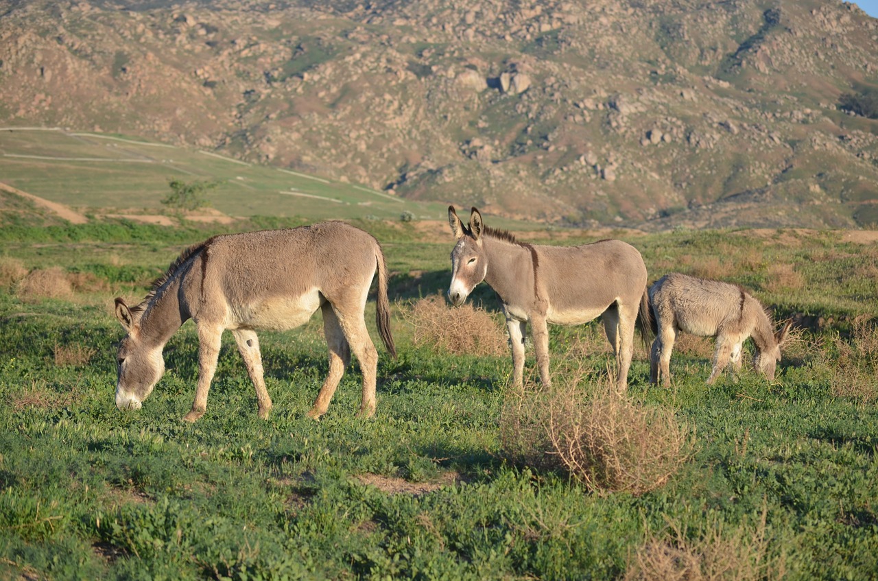 wild burro family  california burros  mountain free photo