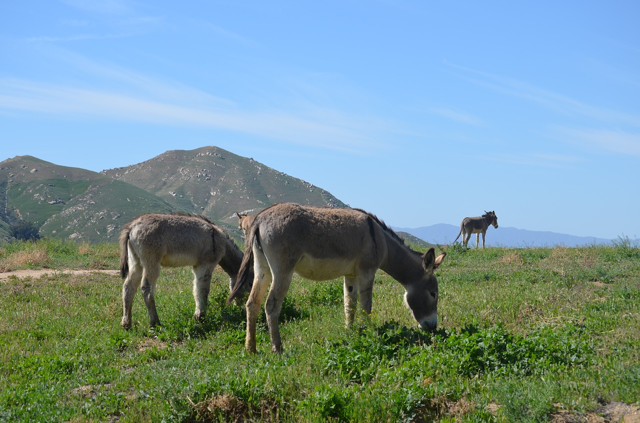 wild burros  california burros  animal free photo