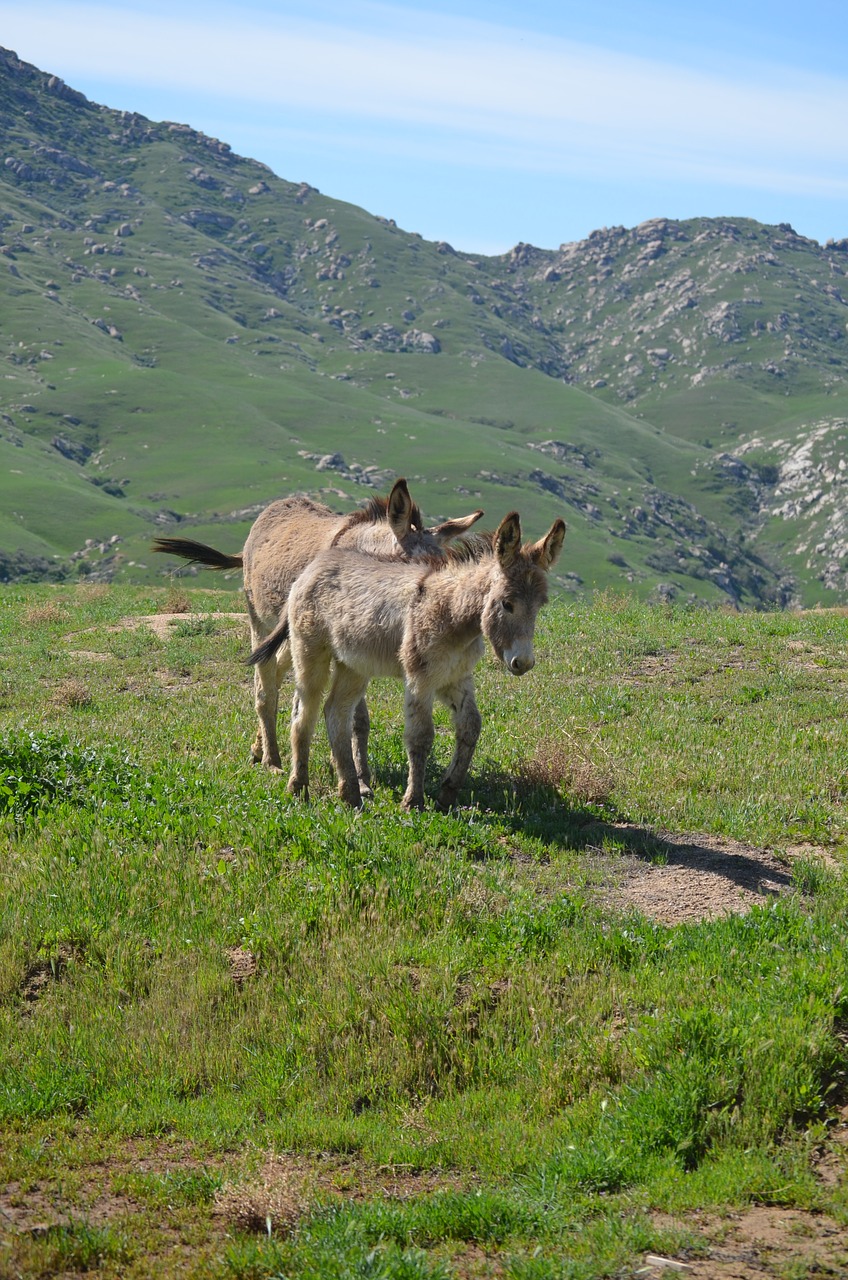 wild burros  california  nature free photo