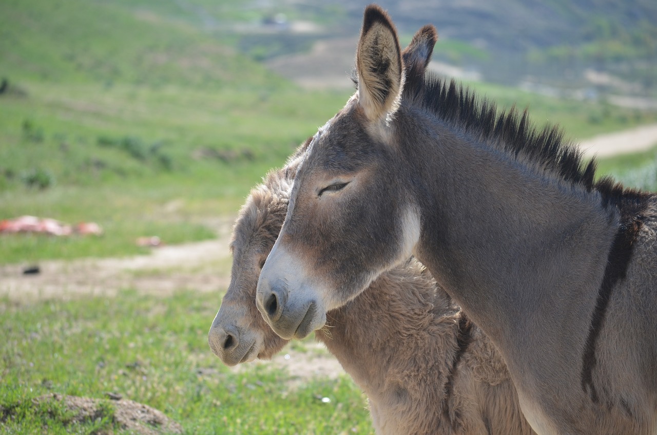 wild burros  animal  mammal free photo