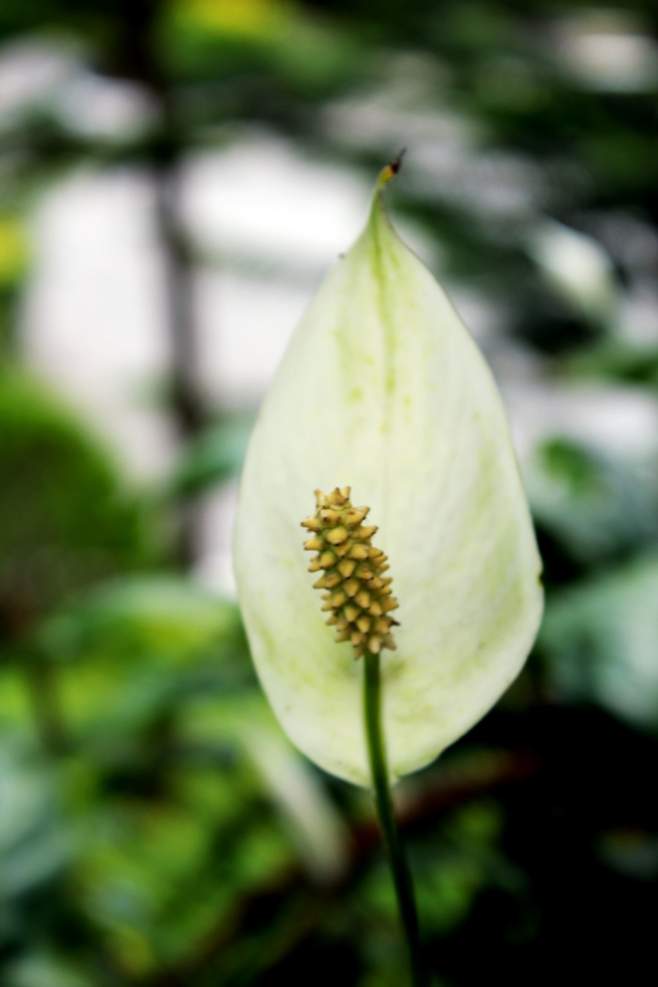 calla lily white flower petal free photo