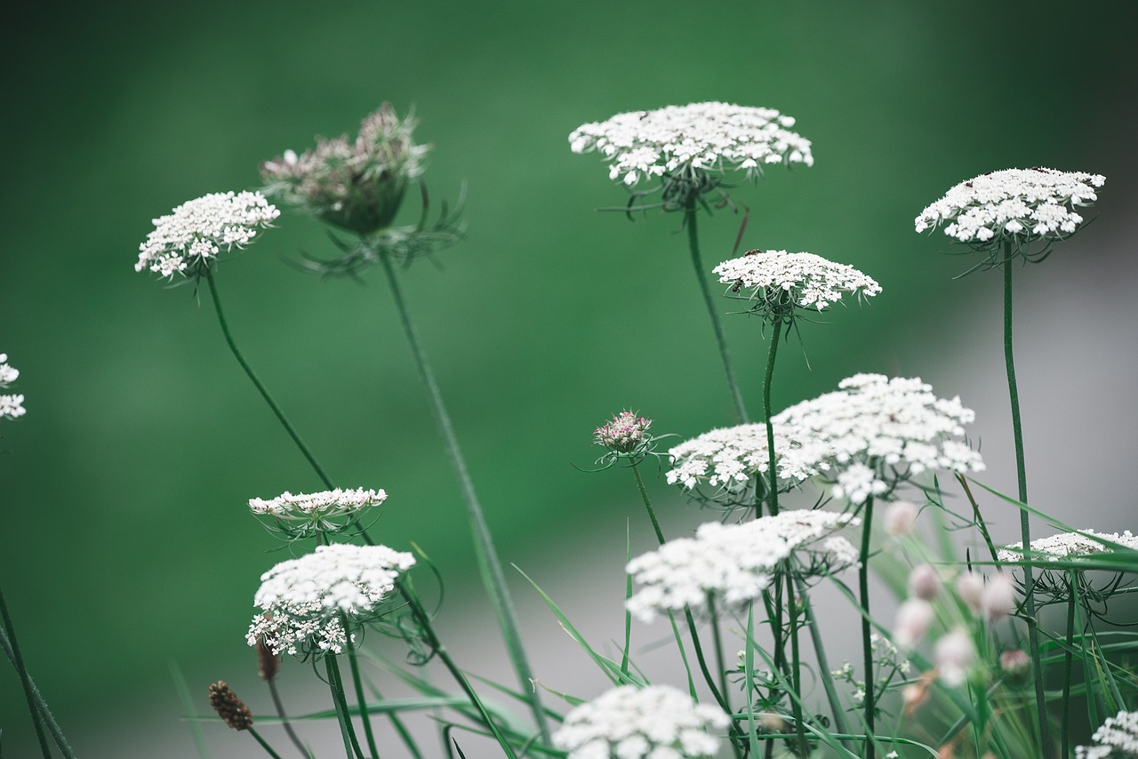 wild carrot flowers white flowers free photo