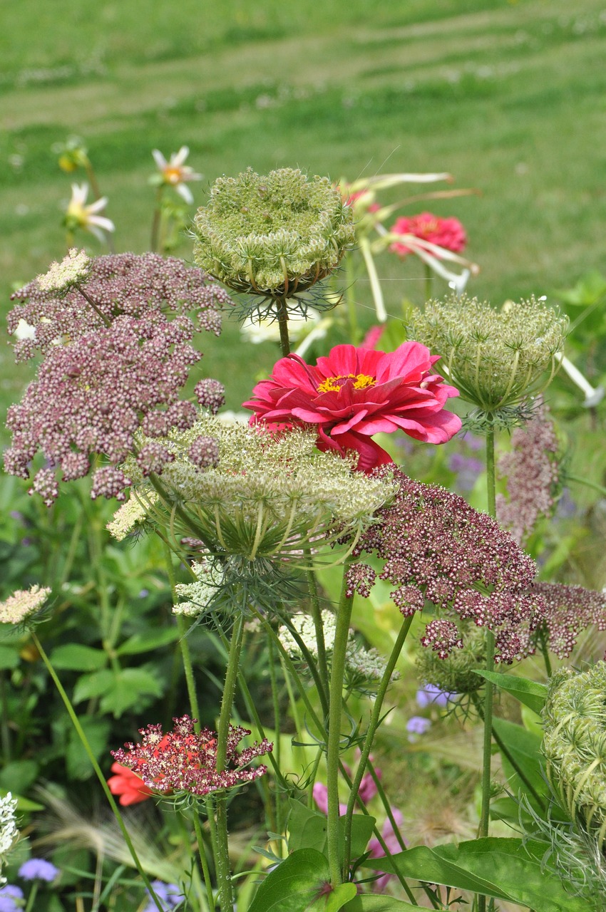 wild carrot flower flora free photo