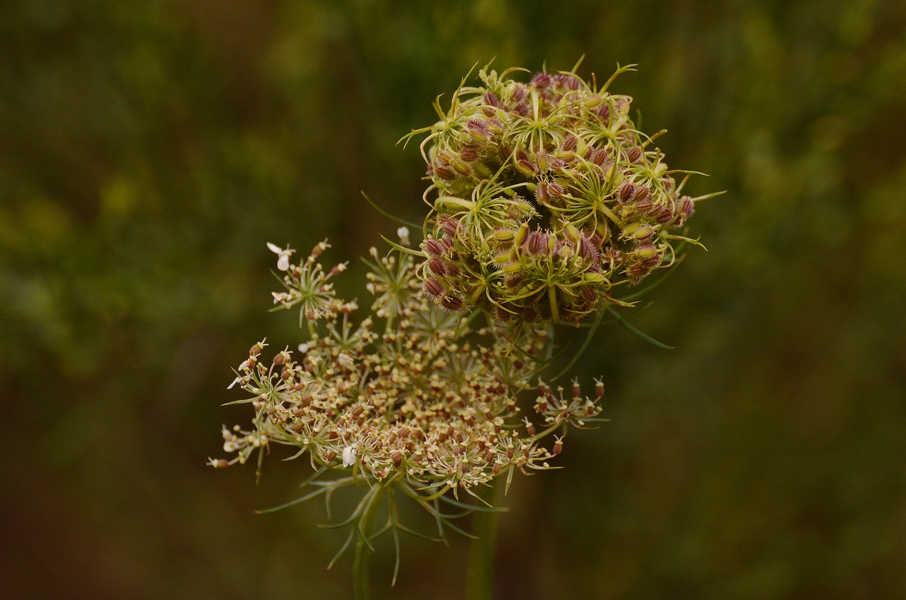 wild carrot daucus carota plant free photo