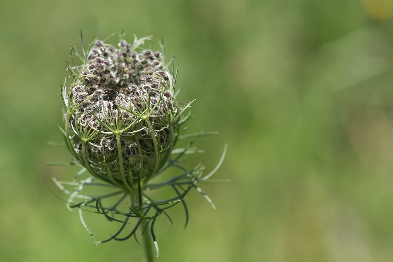 wild carrot plant grassland plants free photo