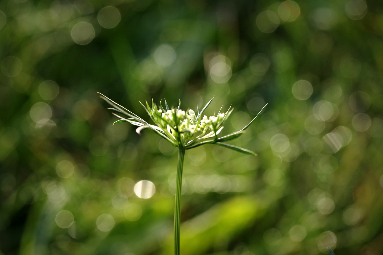wild carrot flower the delicacy free photo
