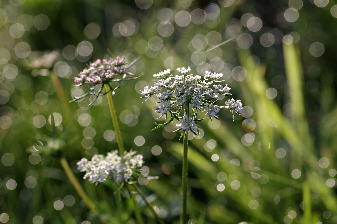 wild carrot flower the delicacy free photo