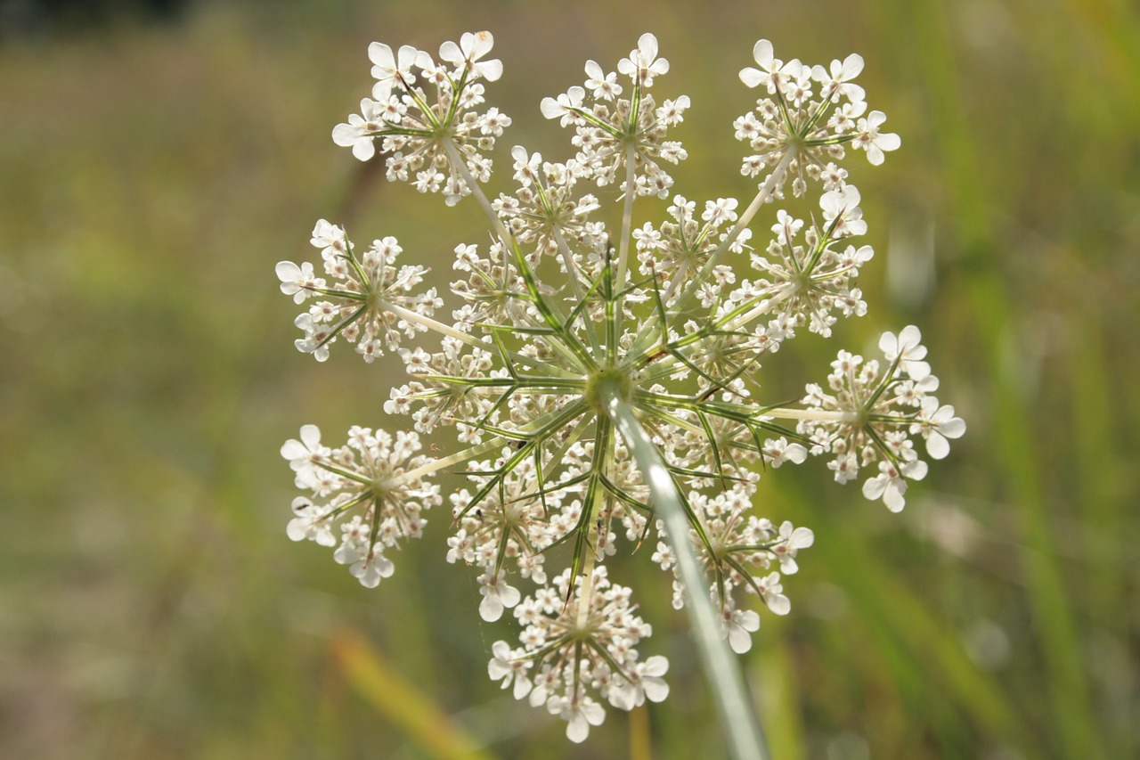 wild carrot daucus carota wild plant free photo