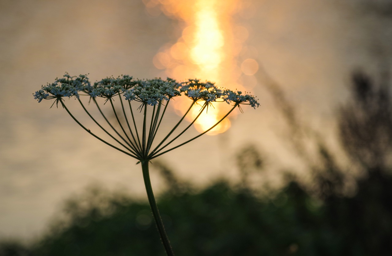 wild carrot  flower  the silhouette free photo