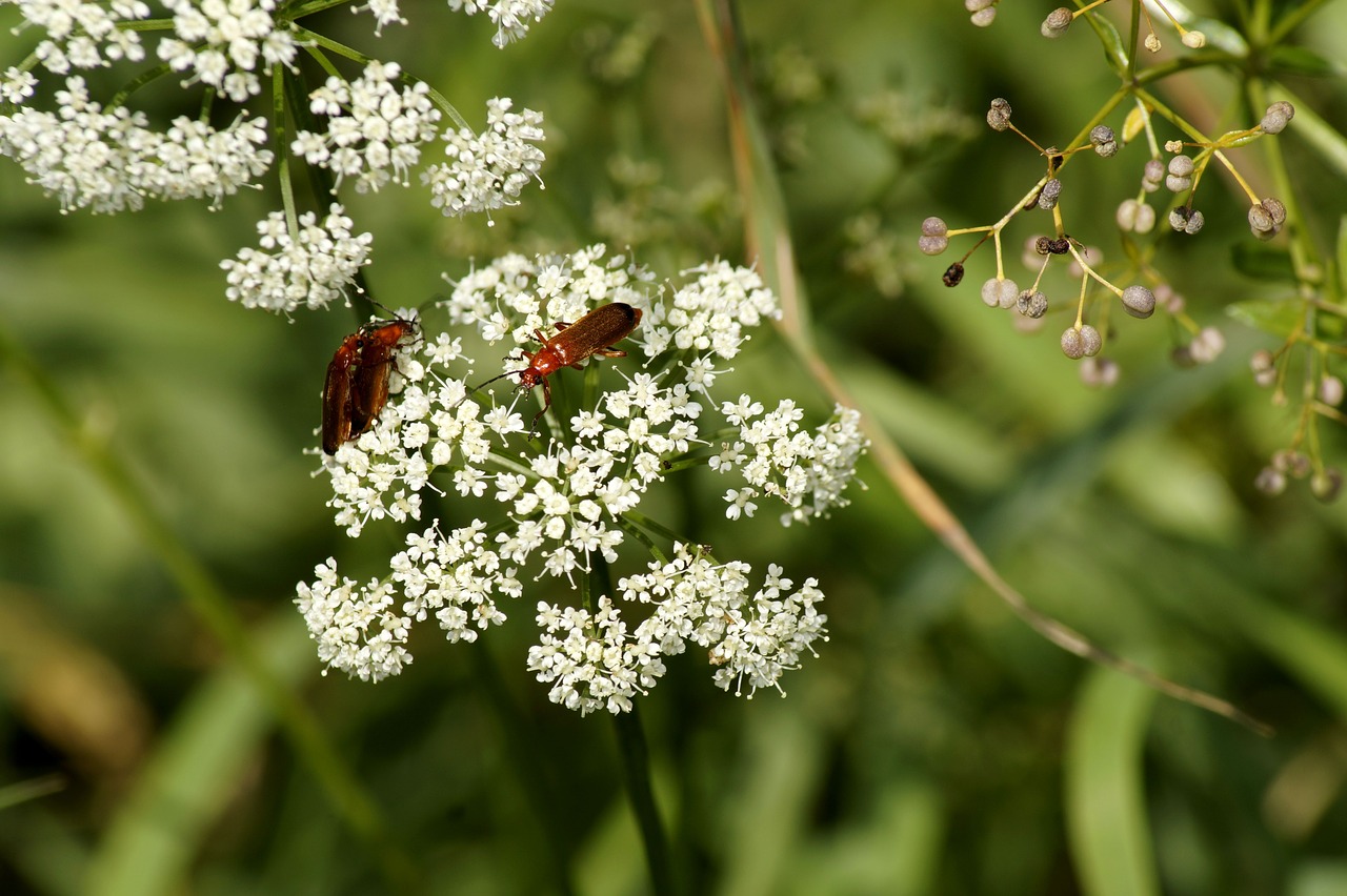 wild carrot  plant  grassland plants free photo