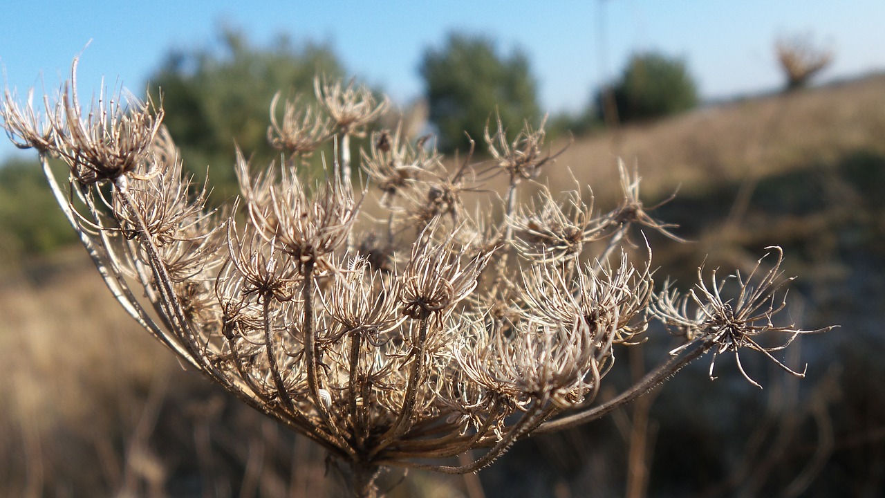 wild carrot winter withered free photo