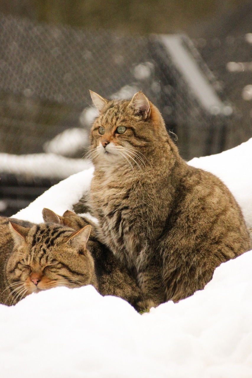 wild cat snow winter free photo