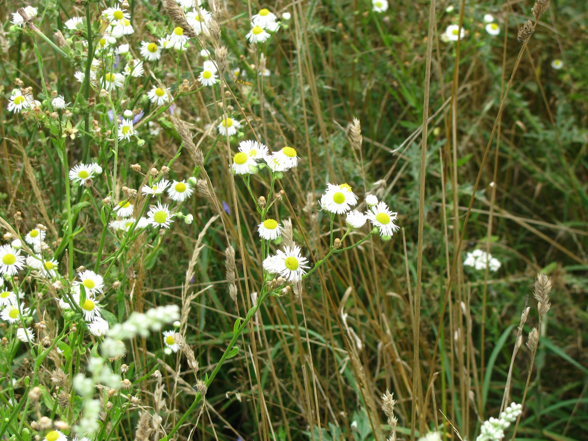 chamomile mountain meadow free photo