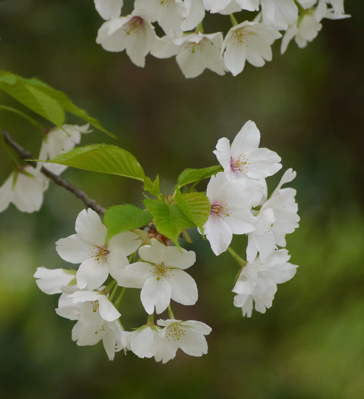 wild cherry cherry blossoms white free photo
