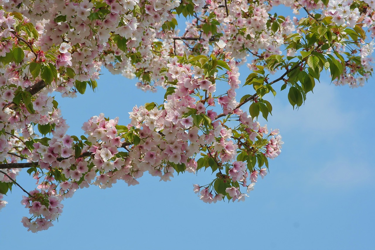 wild cherry cherry blossoms flowers free photo