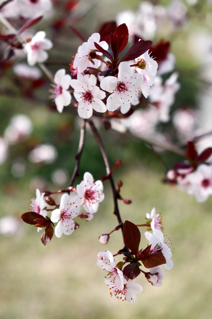 wild cherry blossom white blossom free photo