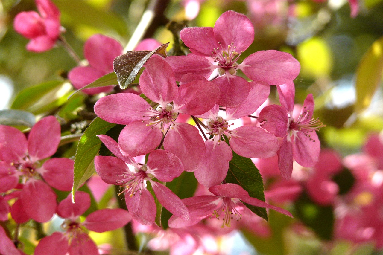 wild cherry pink spring free photo