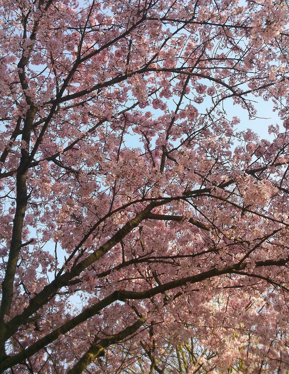 wild cherry tree pink free photo