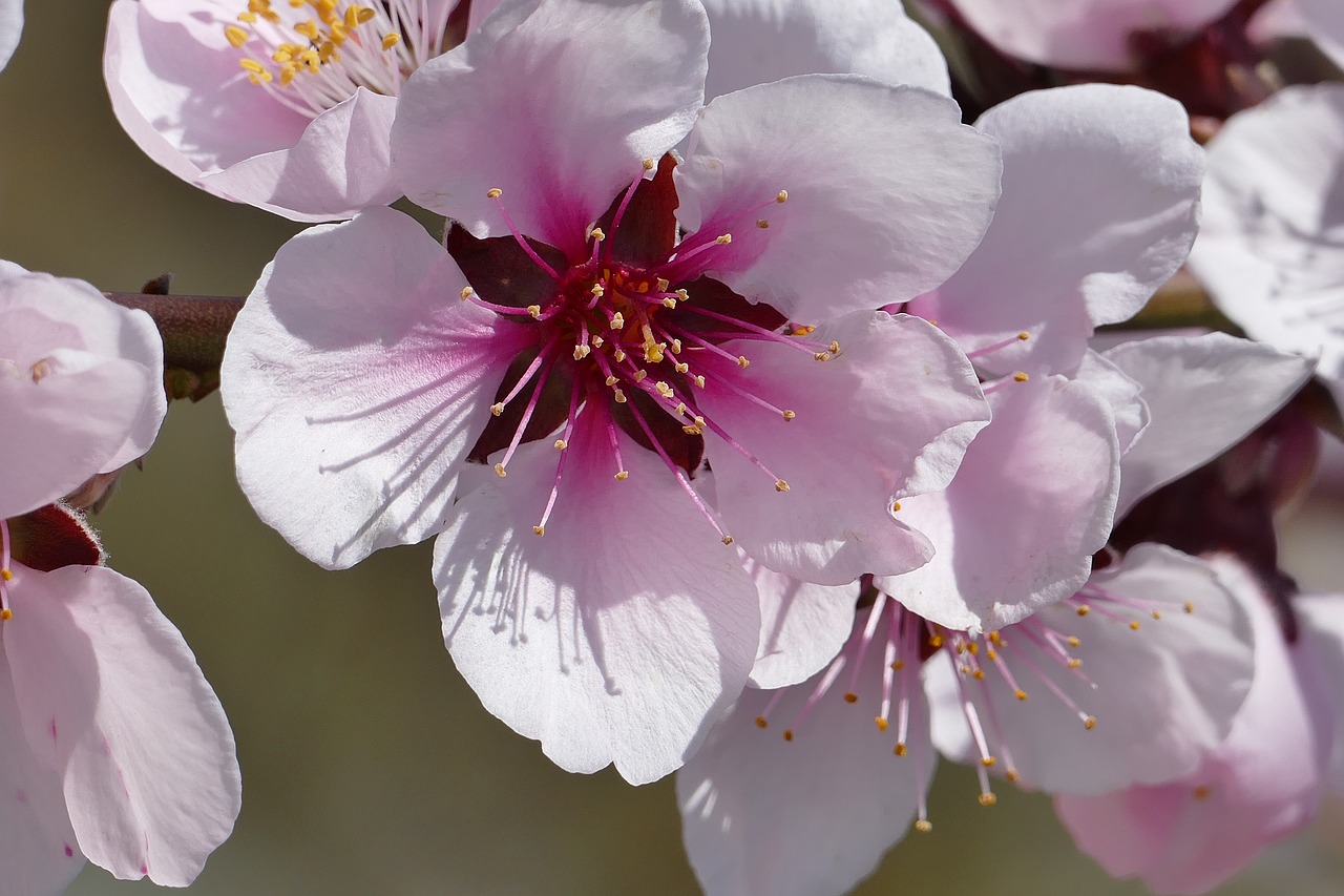 wild cherry  blossom  bloom free photo