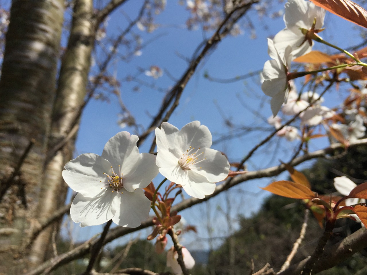 wild cherry cherry spring flowers free photo