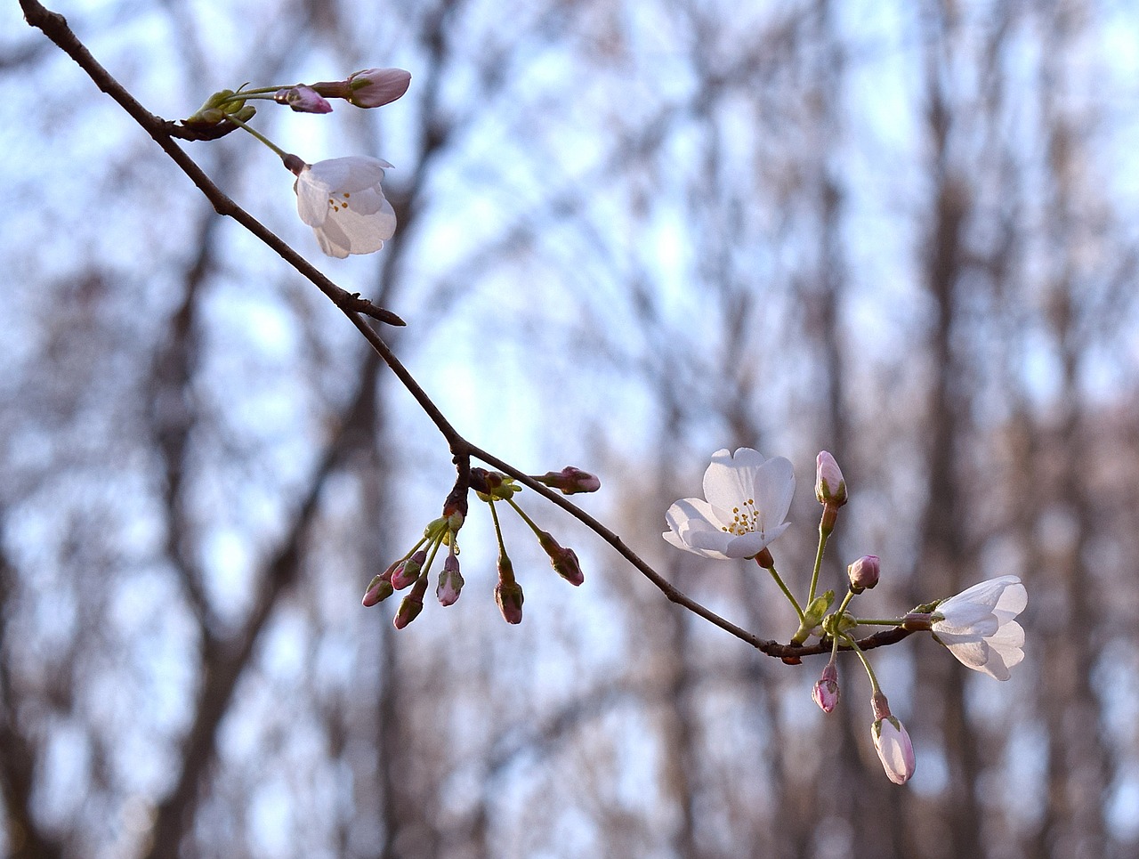 wild cherry blossoms wild cherry tree pink free photo