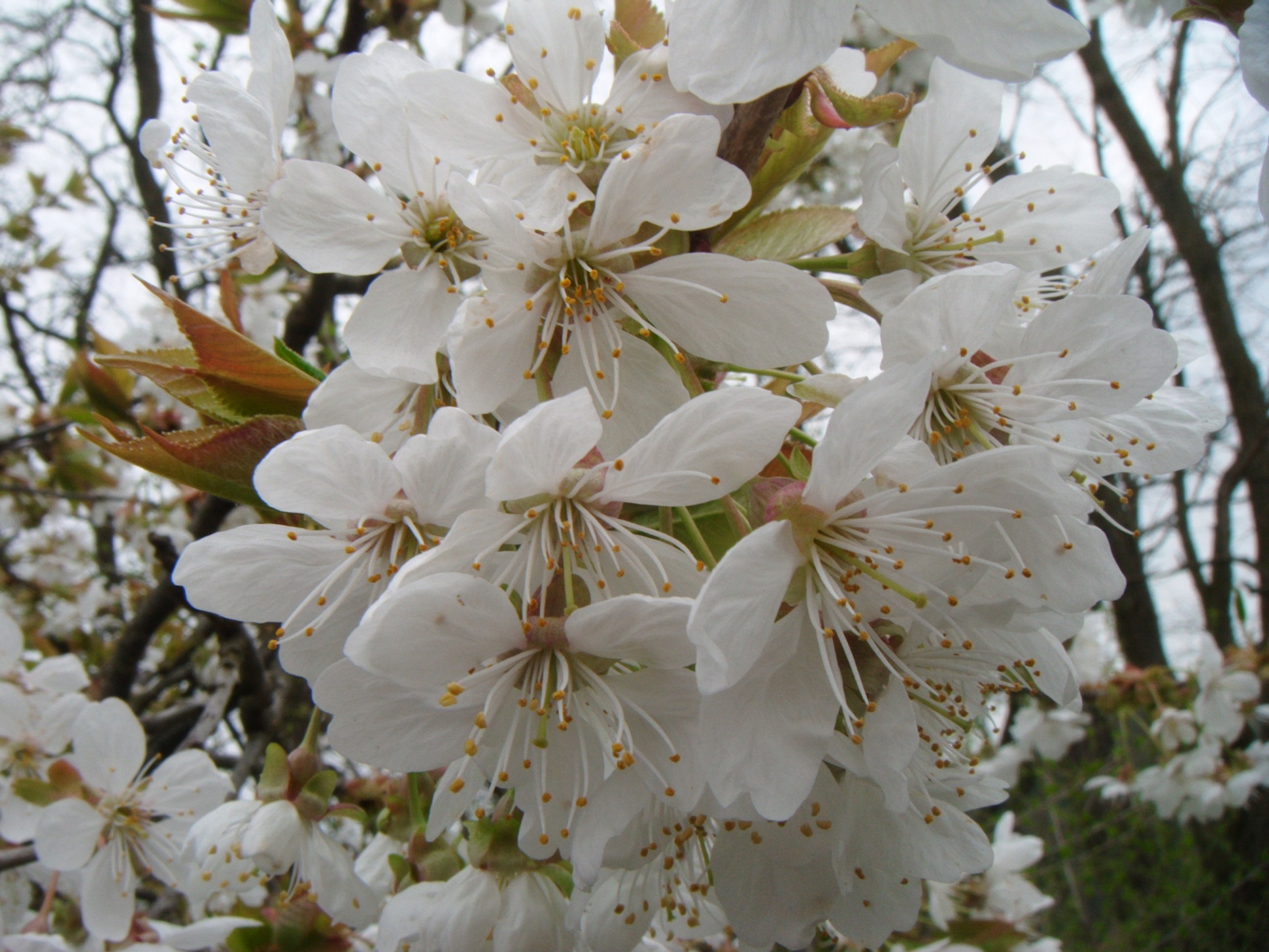 wild cherry flower free photo