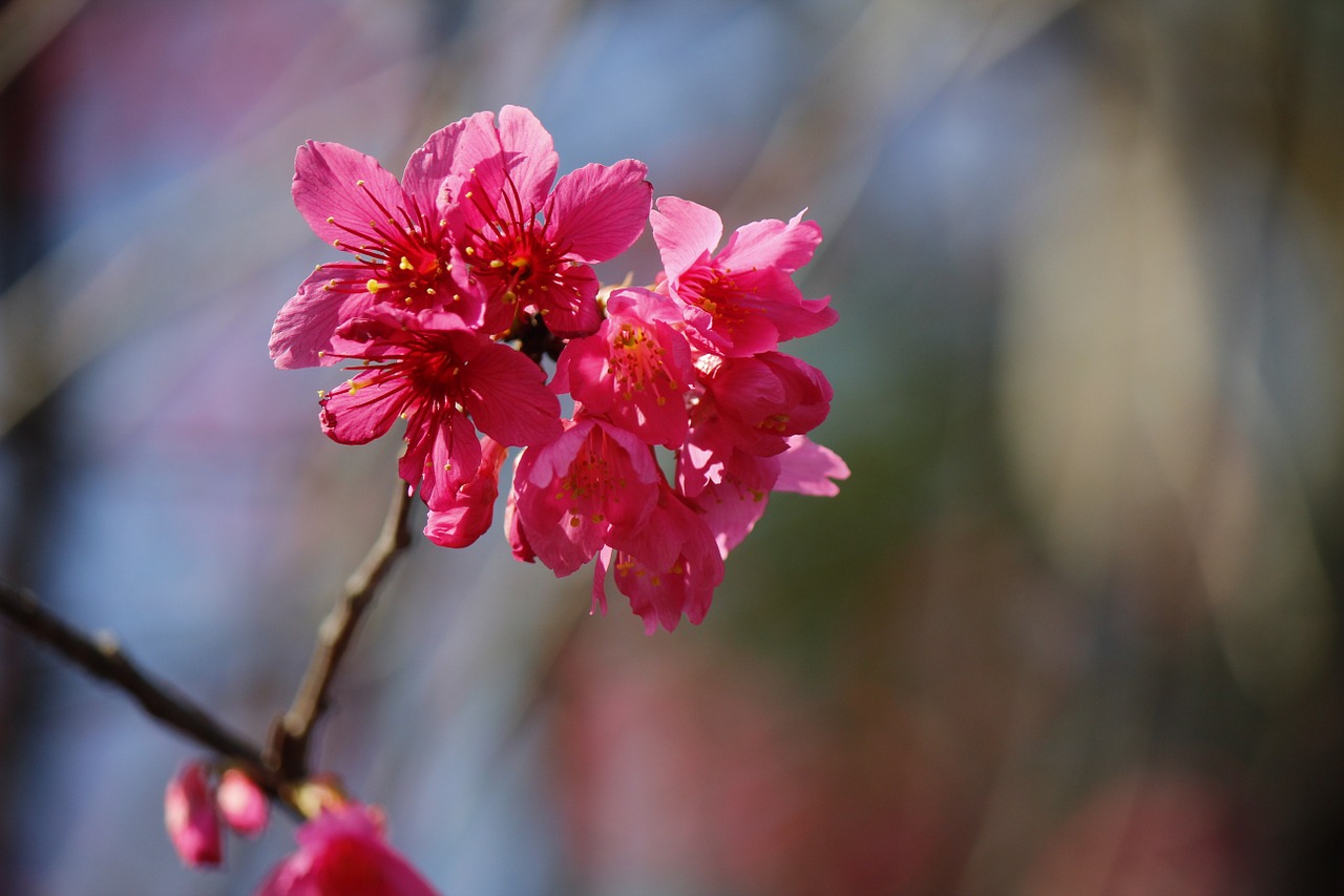 wild cherry petals hua xie pink flowers free photo