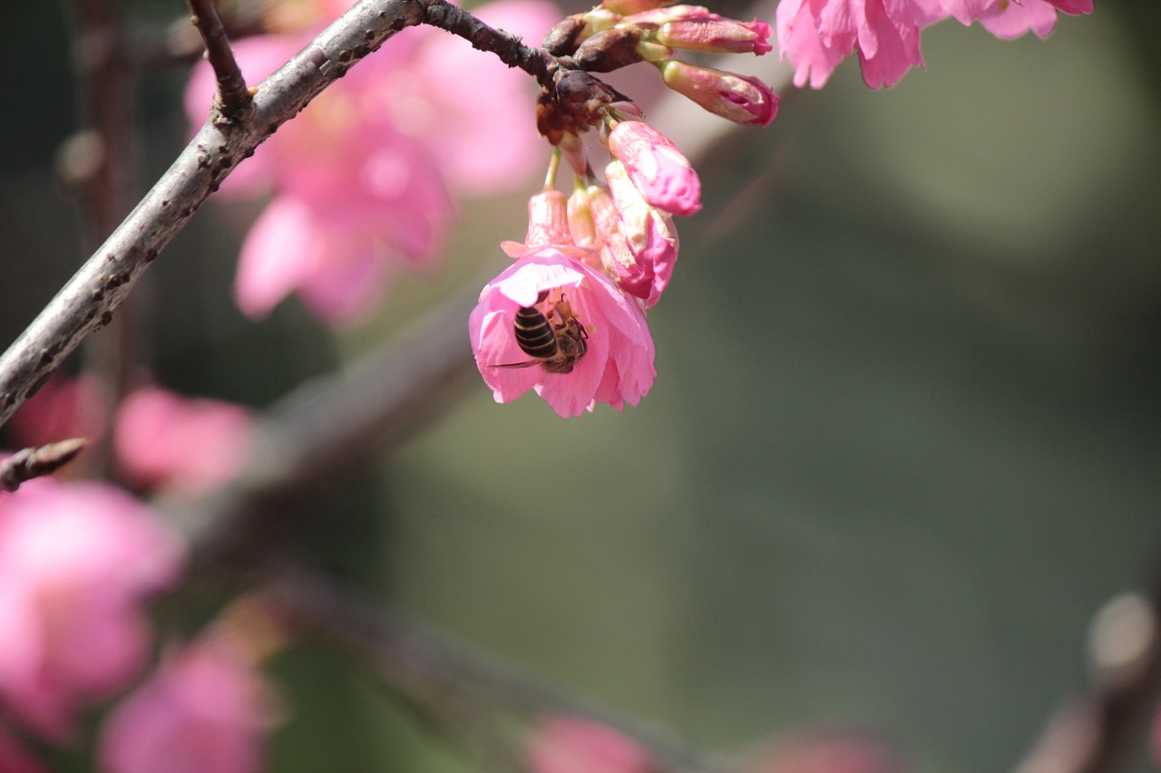 wild cherry petals hua xie bees gather nectar free photo