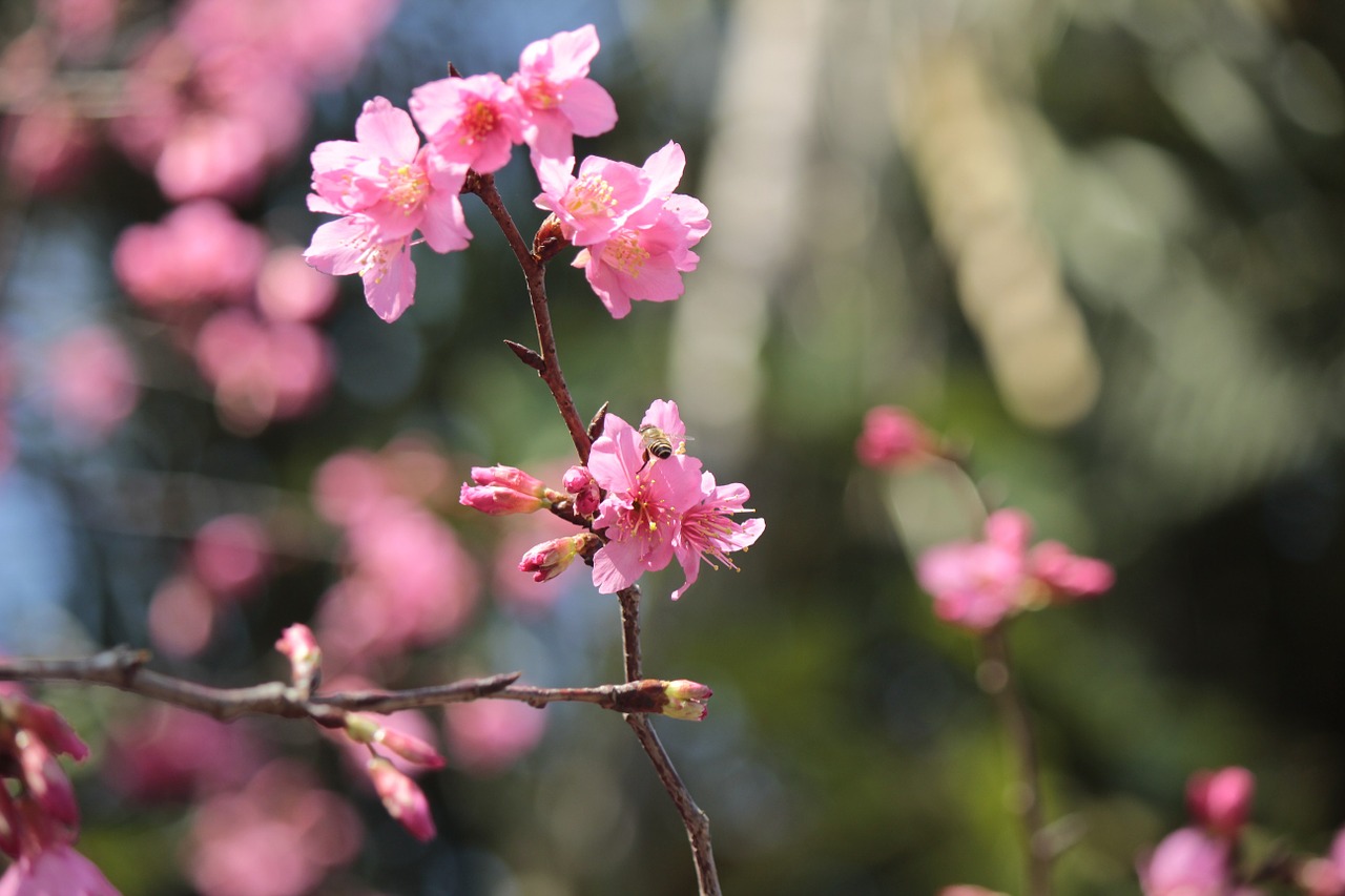 wild cherry petals hua xie bees gather nectar free photo