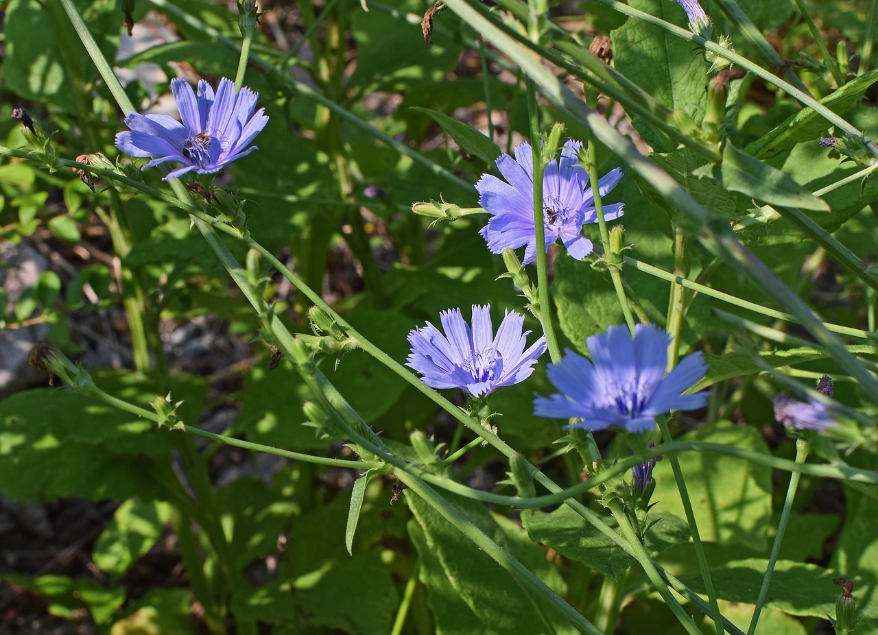 wild chicory flower blossom free photo