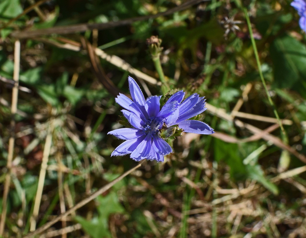 wild chicory flower blossom free photo