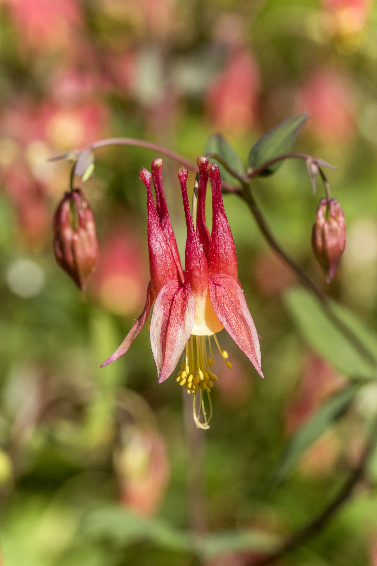 flower wild columbine growth free photo