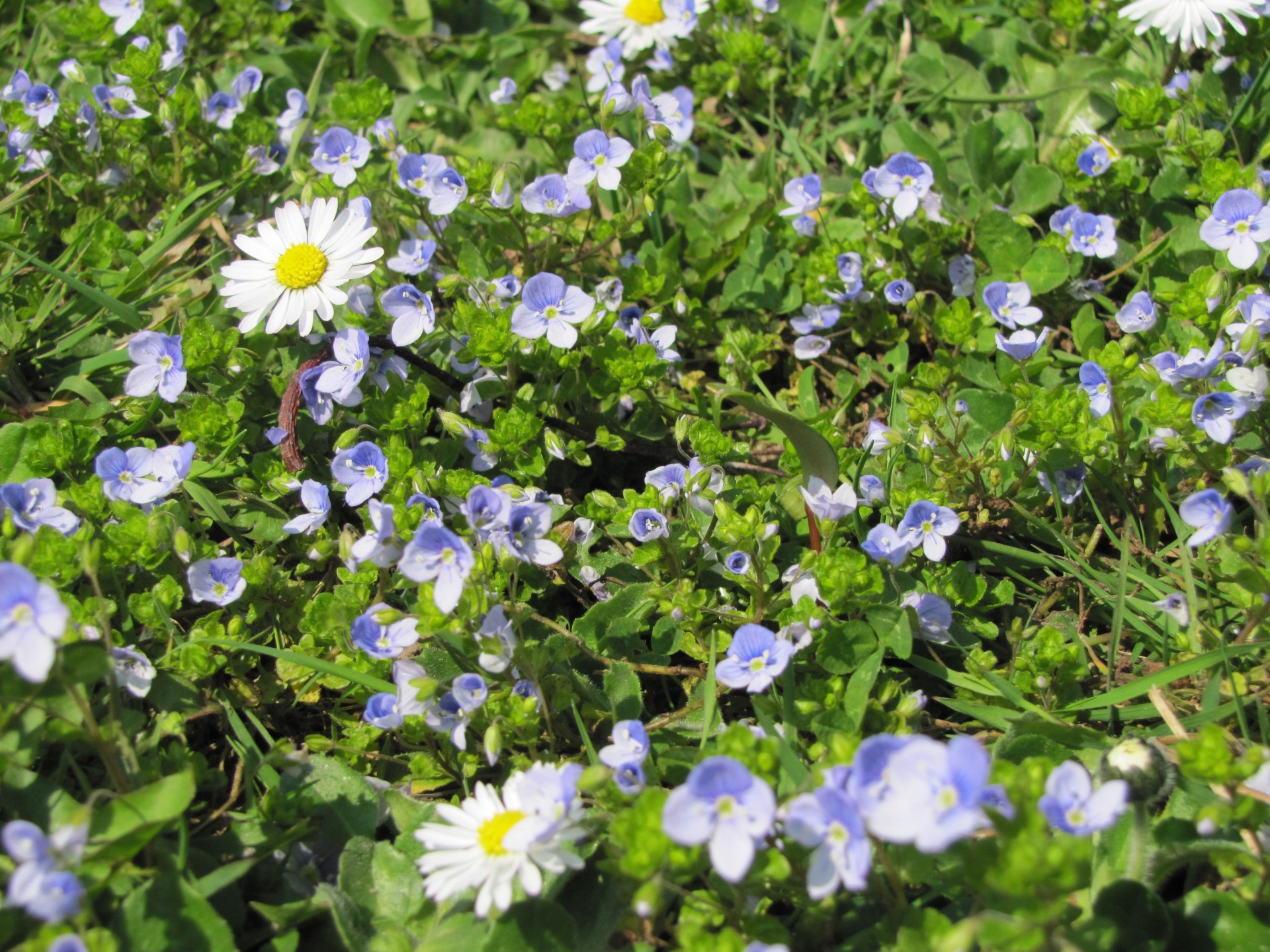 country wild flowers nature free photo