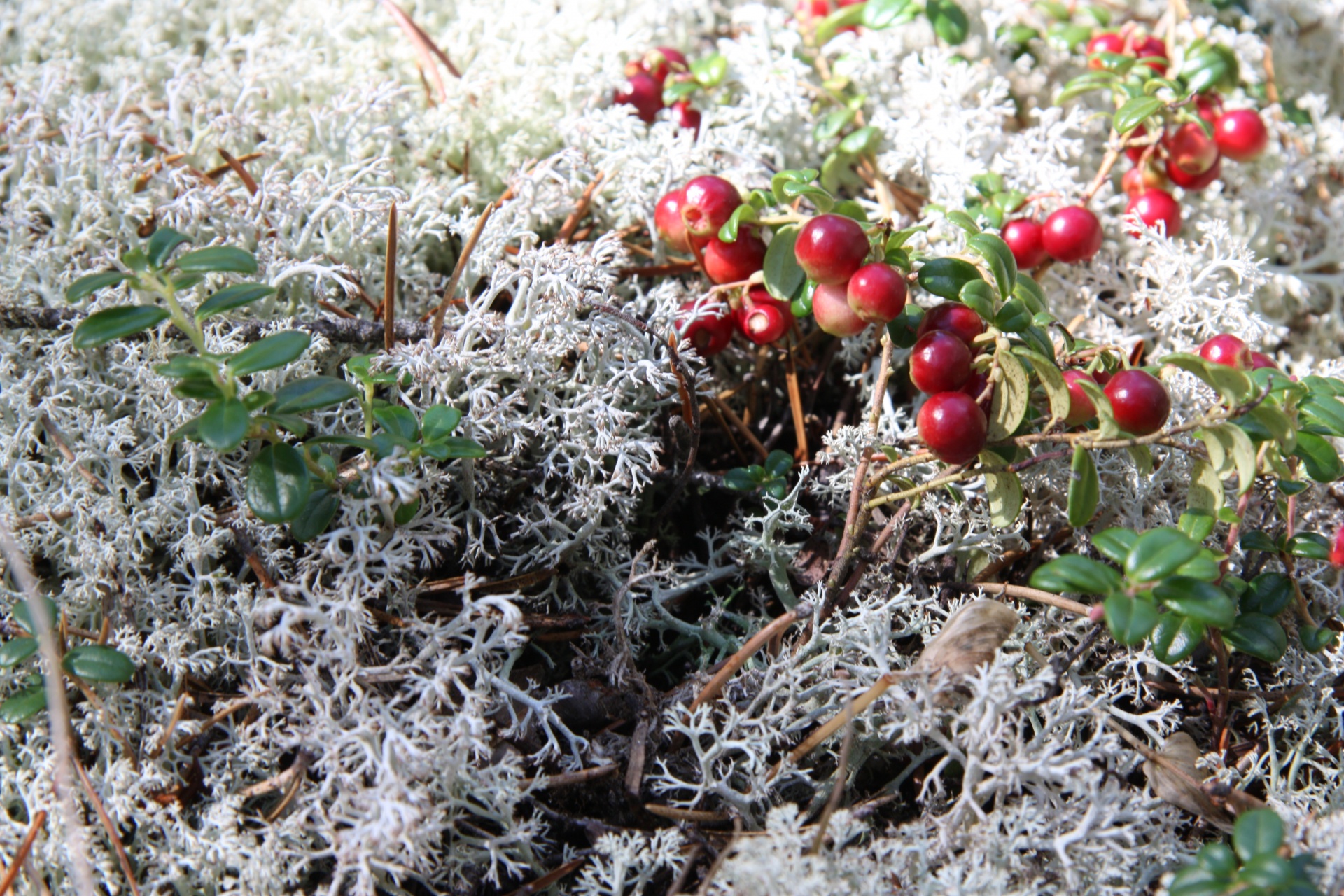 wild cranberry reindeer free photo